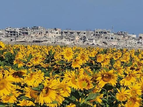Los girasoles de Nahal Oz y las ruinas de Shejaiya al fondo. (Freibach Morag)) Los girasoles de Nahal Oz y las ruinas de Shejaiya al fondo.