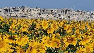 Los girasoles de Nahal Oz y las ruinas de Shejaiya al fondo. (Freibach Morag)) Los girasoles de Nahal Oz y las ruinas de Shejaiya al fondo.