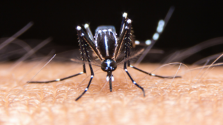 מסוק זעיר. יתוש הטיגריס האסייתי 