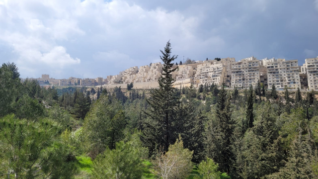 יער מיר בין נווה יעקב ופסגת זאב