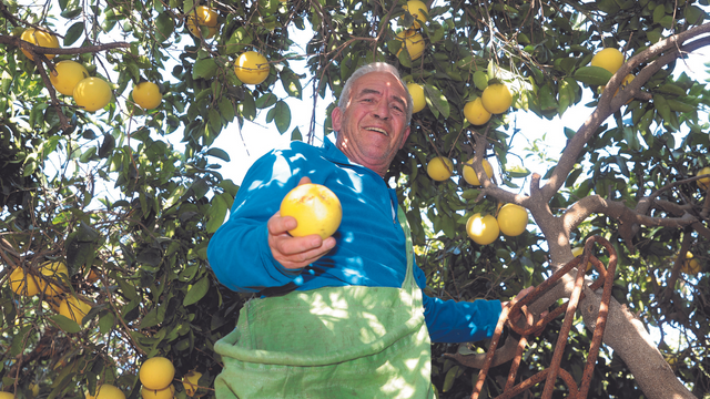 מומי רביב