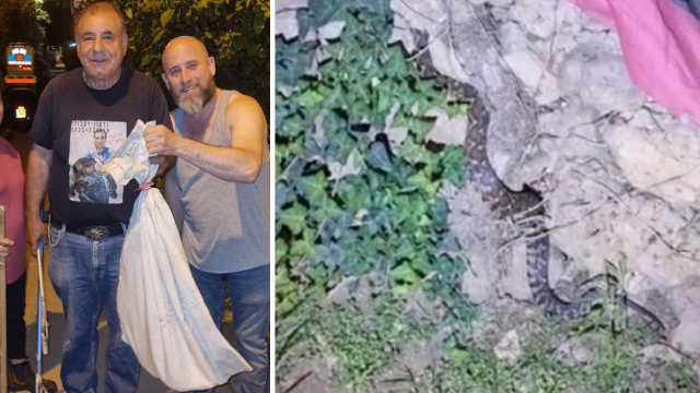 נחש צפע רחוב ארלוזורוב פתח תקוה