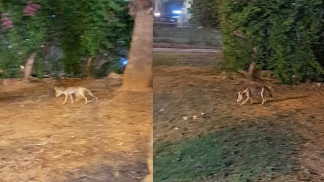שועל בשכונת כפר גנים ב' פתח תקוה