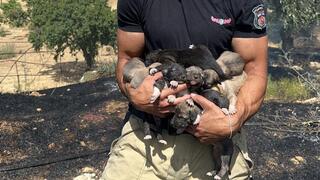 רשף פדל עלאן עם גורי הכלבים שהציל