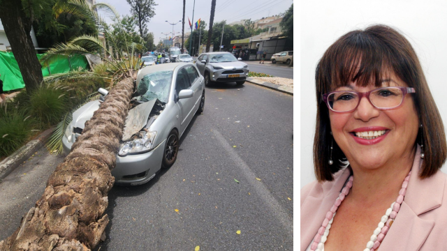 אביבה גוטרמן והעץ שקרס