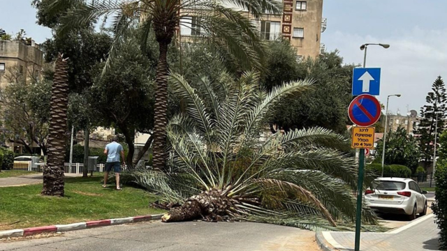 עץ דקל קרס בפתח תקוה