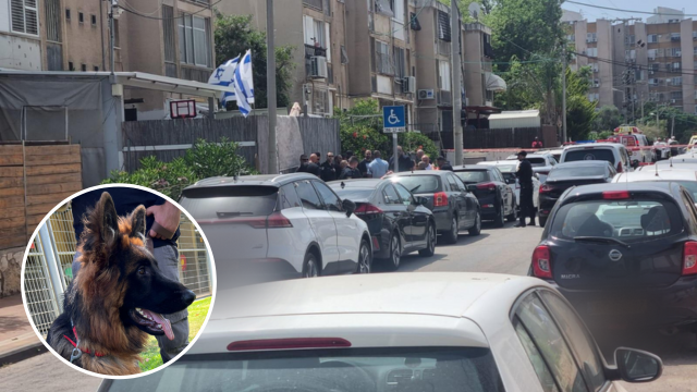 זירת הרצח והכלב שנדקר