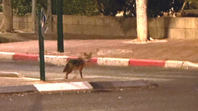 תן מסתובב ברחובות קרית ביאליק, השבוע