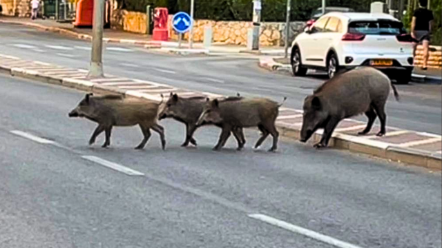הסכנה נמשכת. חזירים חוצים במוריה