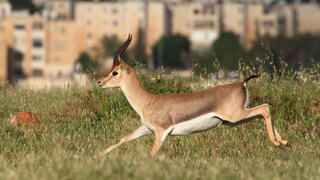 המודל יועתק לעוד פארקים. עמק הצבאים | 