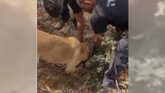 תיעוד מהתפיסה
