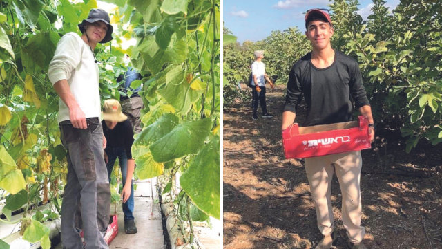 חניכי הצופים קוטפים במשק כהן במשמר איילון