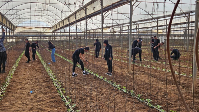תלמידי תיכון "עתיד דאר אל חכמה" מתנדבים בשדות