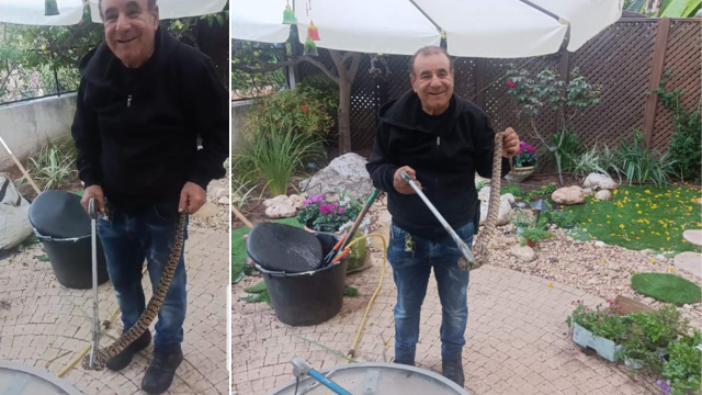 גדעון דעבול עם הנחש