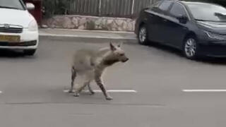 הצבוע בשכונה, השבוע