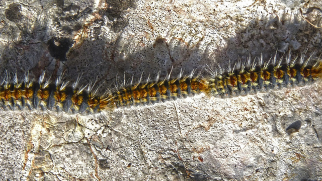 זחל תהלוכן האורן