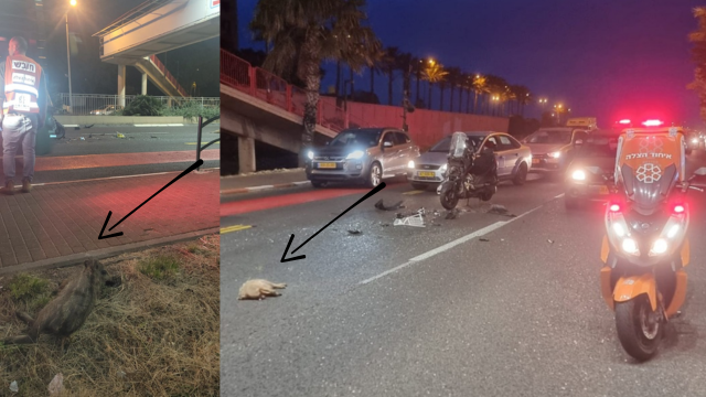 זירת האירוע והגורים שנפגעו