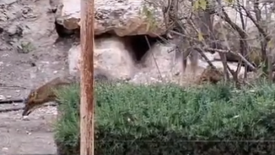 תנים במיתר