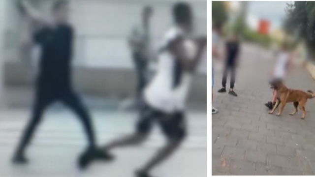 רדפו עם מעדר ושיסו את הכלב