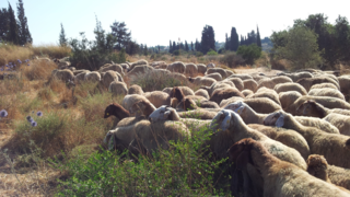 עדר הכבשים