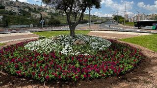 פרחים בירושלים