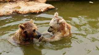 דובים בגן החיות התנכ״י 