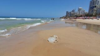 מדוזה בחוף בת ים. הנחיל הגיע
