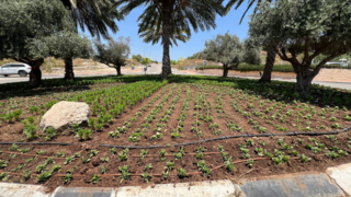 שתילת פרחים במודיעין