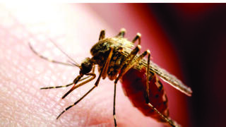 המחלה  מועברת רק דרך יתושים- ולא בין בני אדם