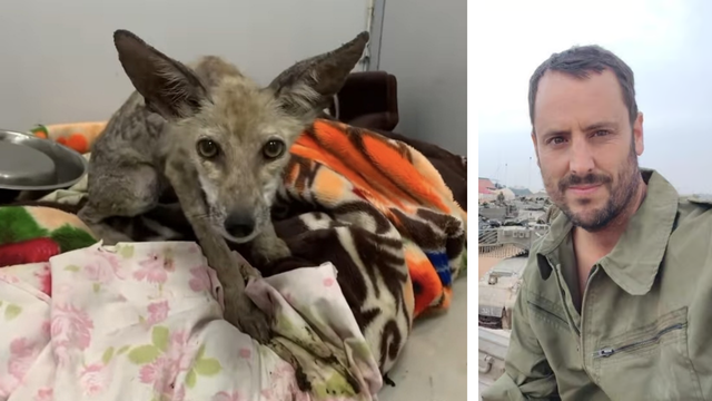 איתן טסלר והשועל על שמו