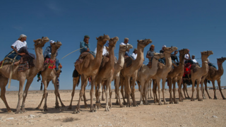 מירוץ גמלים