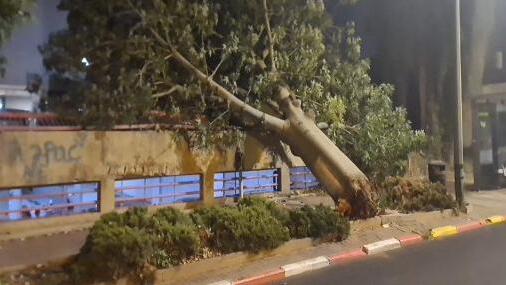 עץ שקרס ברחובות בפתאומיות 