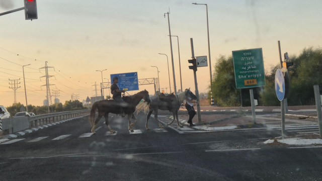 סוסים במחלף שעריה