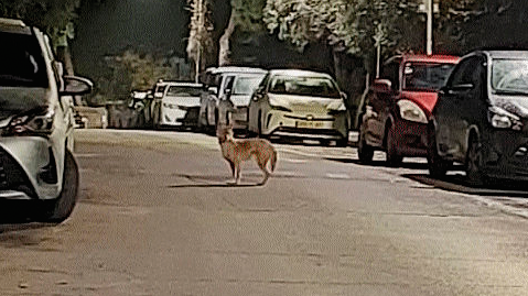 התן שנצפה ברחביה
