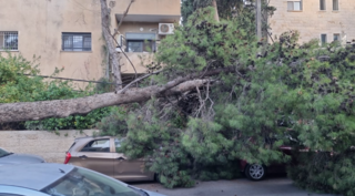 העץ שקרס בשכונת תלפיות