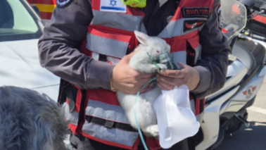 חילוץ בעלי החיים מהשריפה