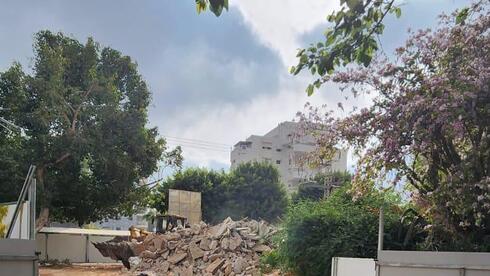עץ הפיקוס הוותיק ברחוב הרצל ברחובות
