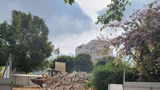 עץ הפיקוס הוותיק ברחוב הרצל ברחובות