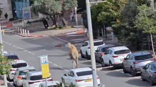 גמל בראש העין