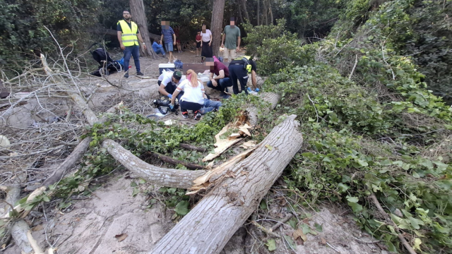 קריסת עץ בנחל השופט