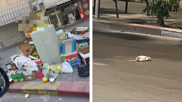 חולדה מתה על הכביש בבת ים וזבל