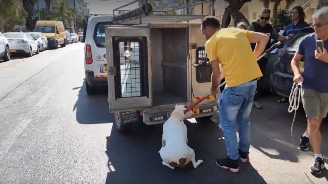 הכלב שנשך תינוקת למוות בקרית ביאליק