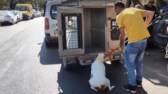 הכלב שנשך תינוקת למוות בקרית ביאליק