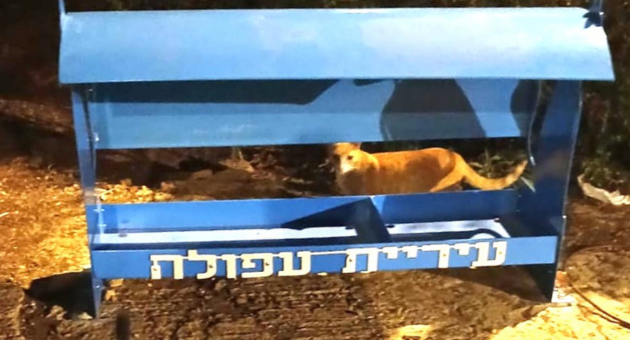 תחנת האכלת חתולים בעפולה
