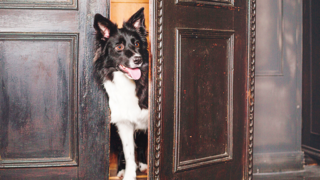 הכלב משאיר מזכרות