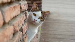 מאכילה חתולים בכניסה לבניין