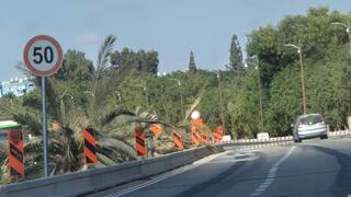 עצי דקל כרותים לאורך כביש 40 בפתח תקוה