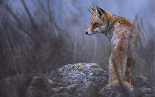 חיות בר במודיעין