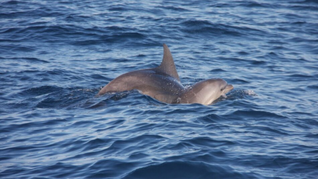 הדולפינות מול הרצליה