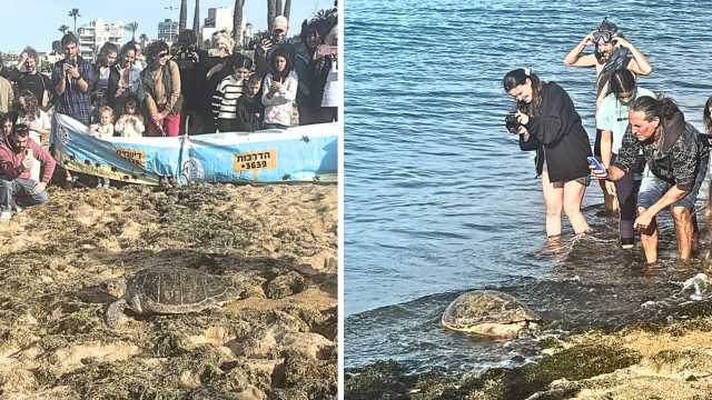 השבת צבי הים לחוף בת גלים חיפה